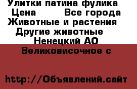 Улитки патина фулика › Цена ­ 10 - Все города Животные и растения » Другие животные   . Ненецкий АО,Великовисочное с.